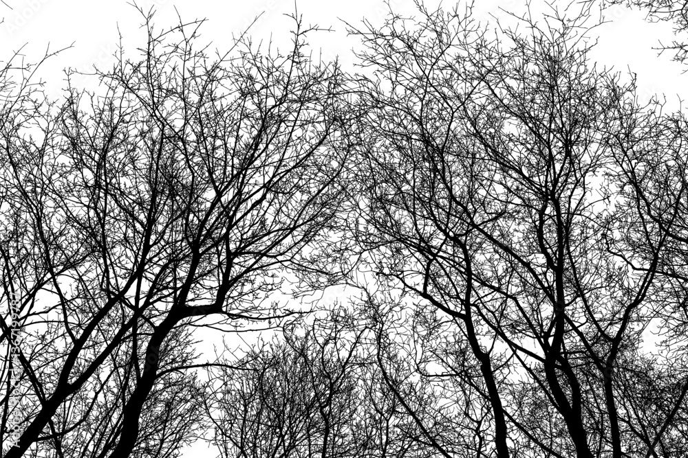 Black branches tree isolated on white sky. Dead tree without leaves. Black and white trees silhouettes. Abstract background. Bare branches trees in winter. Treetops pattern texture. Vector, EPS 10.