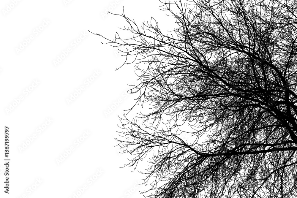 Black branches tree isolated on white sky. Dead tree without leaves. Black and white trees silhouettes. Abstract background. Bare branches trees in winter. Treetops pattern texture. Vector, EPS 10.