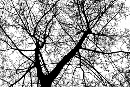 Black branches tree isolated on white sky. Dead tree without leaves. Black and white trees silhouettes. Abstract background. Bare branches trees in winter. Treetops pattern texture. Vector, EPS 10.