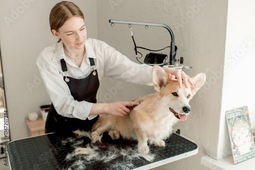 Skilled groomer maintains pet wellness with routine fur care, focusing on expert coat treatment, expert brushing techniques, and expert grooming skills for top-quality results profession groomer