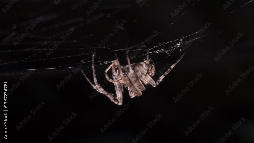 Spider on spider web at night waiting for prey. Black Background