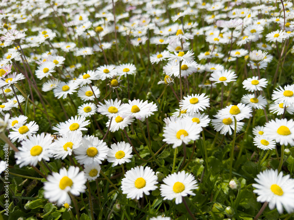 Fototapeta premium Photographic documentation of a field of common daisies in bloom