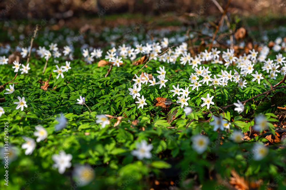Fototapeta premium Closeup shot of thimbleweed flowers in the beautiful forest in early spring