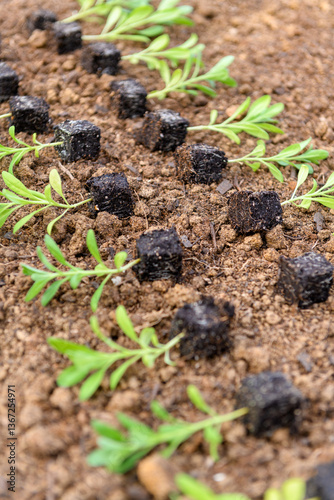 Young matthiola flower seedlings in soil blocks laid out on a flower bed ready for spring planting. photo