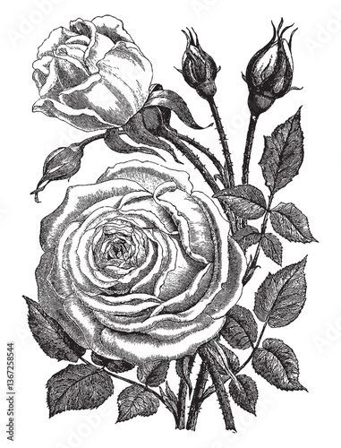 Vintage engraving of bouquet of roses