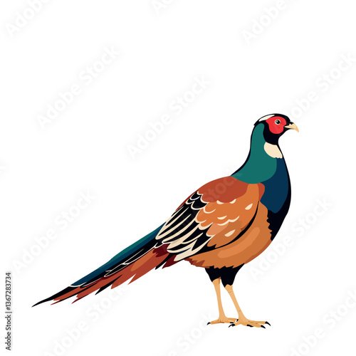 Common pheasant standing gracefully, showing its colorful plumage