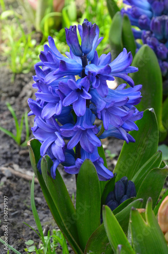 Delft Blue Hyacinth blooming in spring flowerbed. Closeup photo. Gardening, growing hyacinth concept.