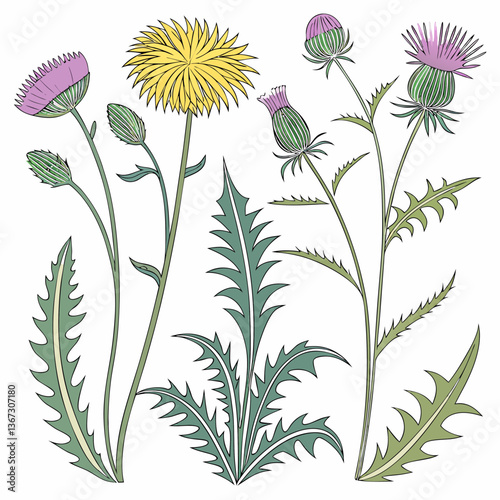 Delicate botanical illustration featuring assorted thistle and dandelion varieties