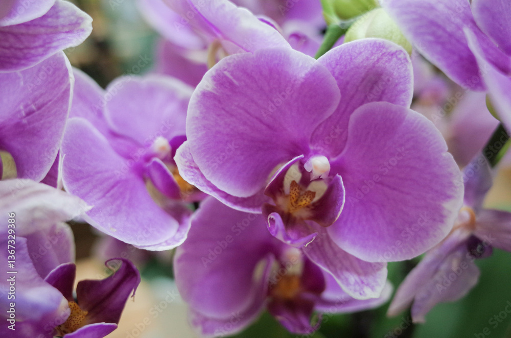 butterfly orchid bloom closeup in spring, moth orchid, Phalaenopsis amabilis.