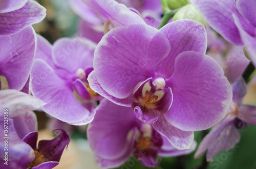 Obraz na płótnie butterfly orchid bloom closeup in spring, moth orchid, Phalaenopsis amabilis. w salonie