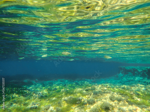 Fototapeta Naklejka Na Ścianę i Meble -  Seagrass underwater with natural sunlight in Mediterranean sea, jijel Algeria, Sea Grass underwater, seagrass Kelp grows in rocks under the sea and the diversity of life in the Mediterranean.