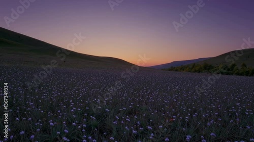 The Serene Flowering Field