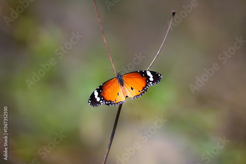 Beautiful Butterfly in Nature