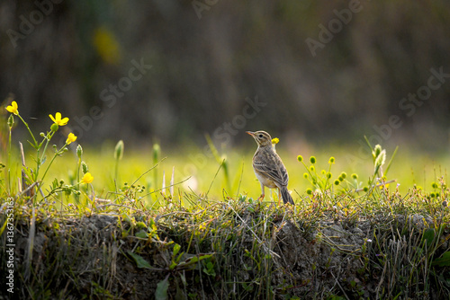 Bird in Farm Field Under Golden Light