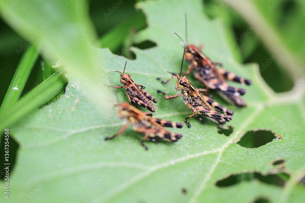 Four Grasshoppers on a Leaf with Bite Marks Four Grasshoppers on a Leaf with Bite Marks