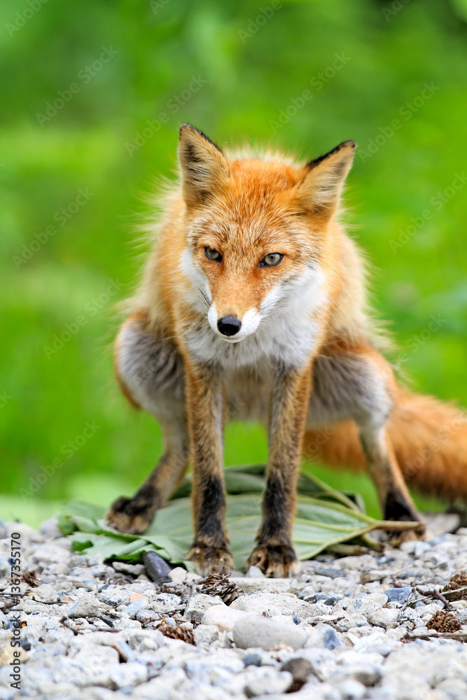 Curious Fox of Hokkaido Foraging on a Pebbled Path Curious Fox of Hokkaido Foraging on a Pebbled Path