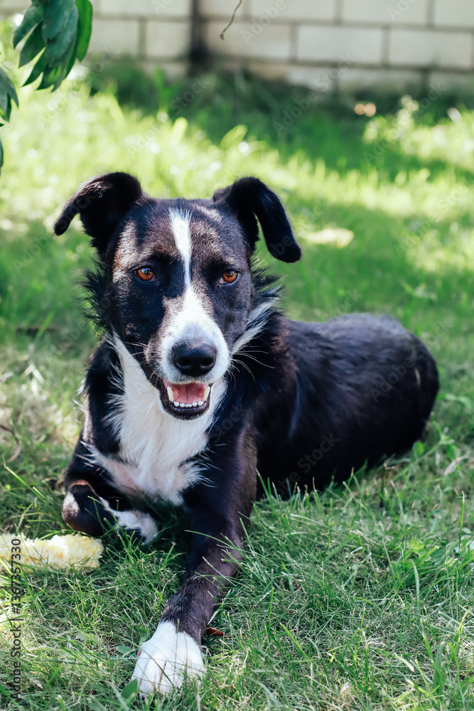 black and white dog black and white dog