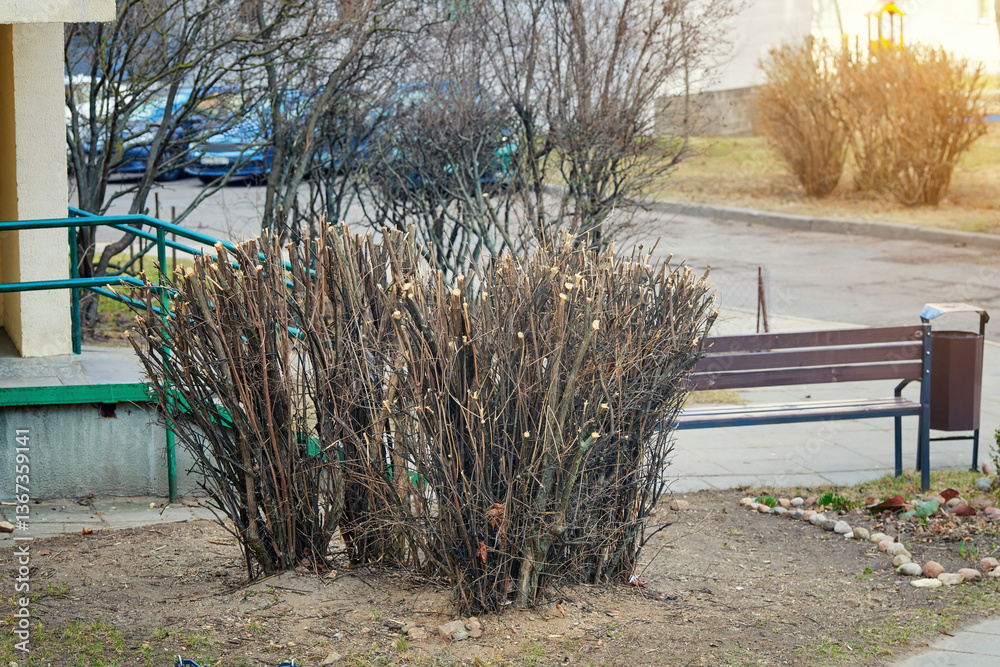 Pruned bush with trimmed branches in residential courtyard. Seasonal landscaping maintenance, plant care for healthy regrowth in public spaces. Trimmed bush with cut branches near bench. Pruned hedge