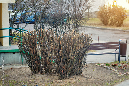 Obraz na płótnie Pruned bush with trimmed branches in residential courtyard. Seasonal landscaping maintenance, plant care for healthy regrowth in public spaces. Trimmed bush with cut branches near bench. Pruned hedge w salonie