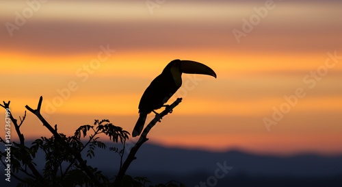 Silhouette of a Toucan at Sunset