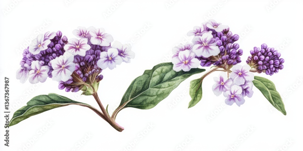 Fototapeta premium White heliotrope with tiny blooms in watercolor 
