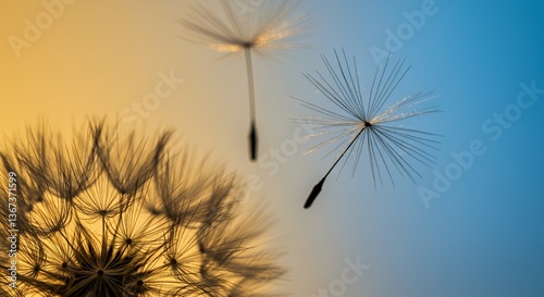 Dandelion seeds taking flight against a vibrant sunrise/sunset sky