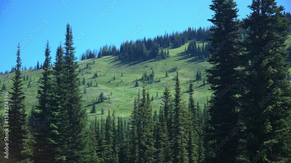 Panorama Of Green Mountain With Pine Trees On A Sunny Day. - wide shot Panorama Of Green Mountain With Pine Trees On A Sunny Day. - wide shot