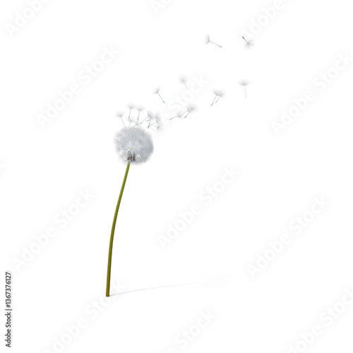Dandelions being blown. wind blow flower © Sarah