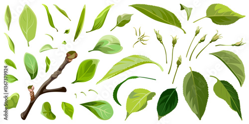 Set of Apple flower buds and green leaves isolated on a white background. Spring collection. Decorative style.  
