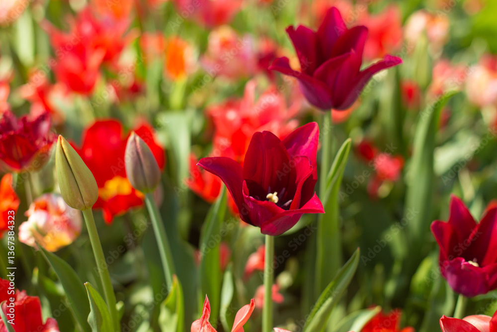 beautiful colorful tulip flowers are growing in the garden beautiful colorful tulip flowers are growing in the garden