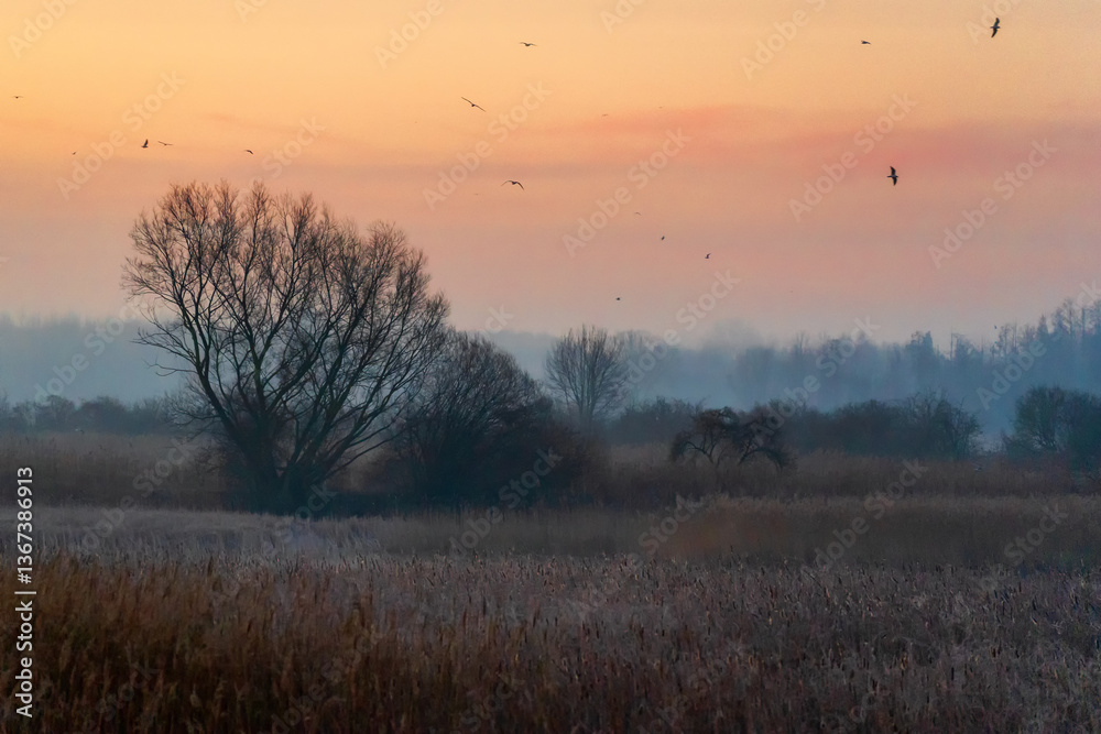 Poranek przed wschodem słońca, Podlasie, Polska