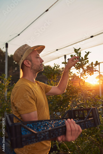 Obraz na płótnie Farmer picking fresh blueberries on a farm. w salonie