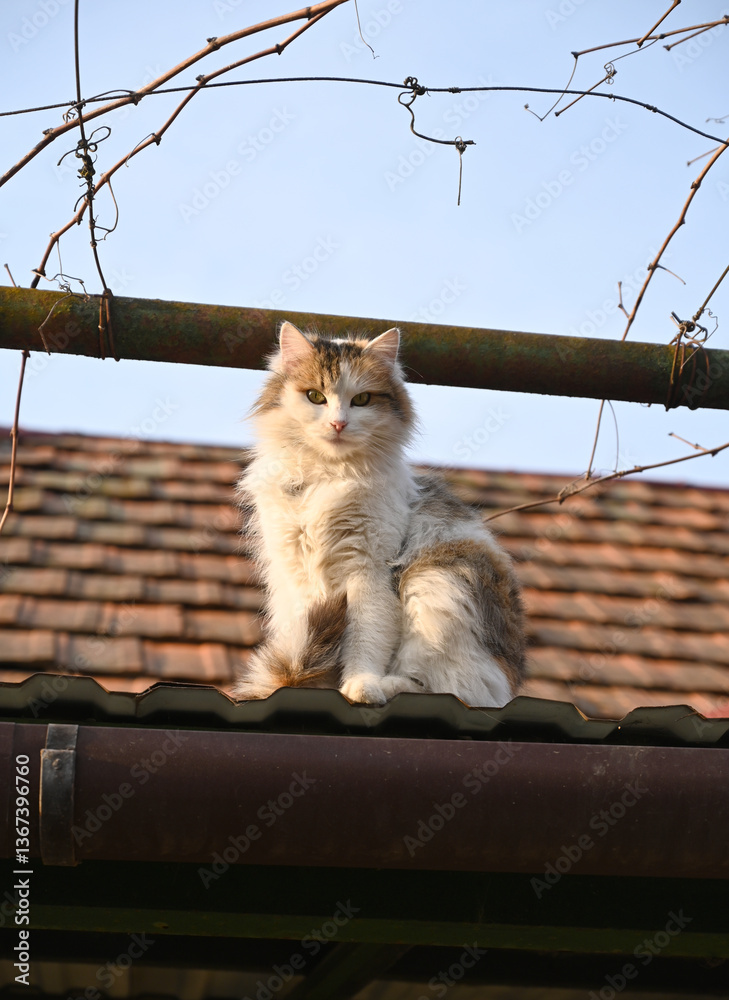 Fluffy cat perched confidently on rooftop under clear blue sky at sunset
