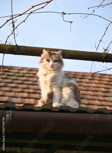 Obraz na płótnie Fluffy cat perched confidently on rooftop under clear blue sky at sunset w salonie