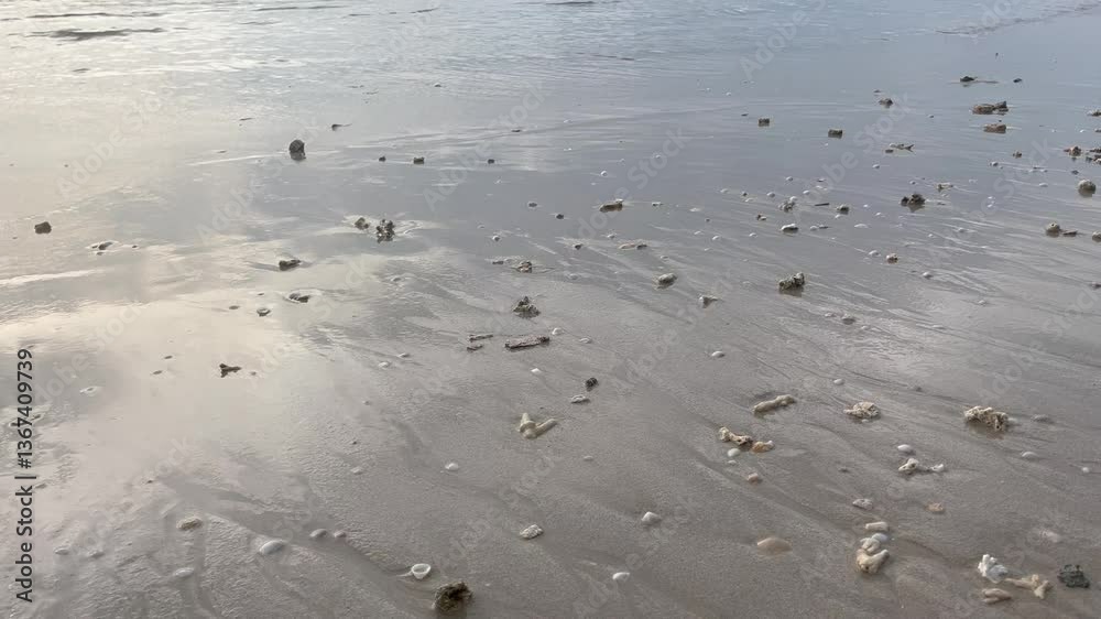Close Up Of Wet Sand With Small Seashells And Coral Pieces Near The Shore Close Up Of Wet Sand With Small Seashells And Coral Pieces Near The Shore