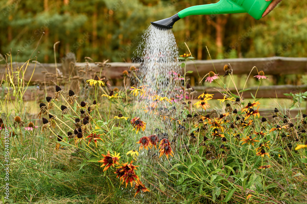 Obraz premium Rudbekia owłosiona pielęgnacja i uprawa, usychajaca na koniec lata
