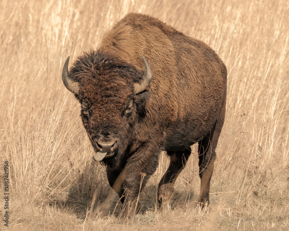 Fototapeta premium Buffalo