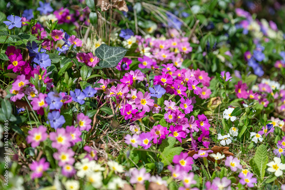 Obraz premium Primroses Flowers Blooming in a Spring Garden