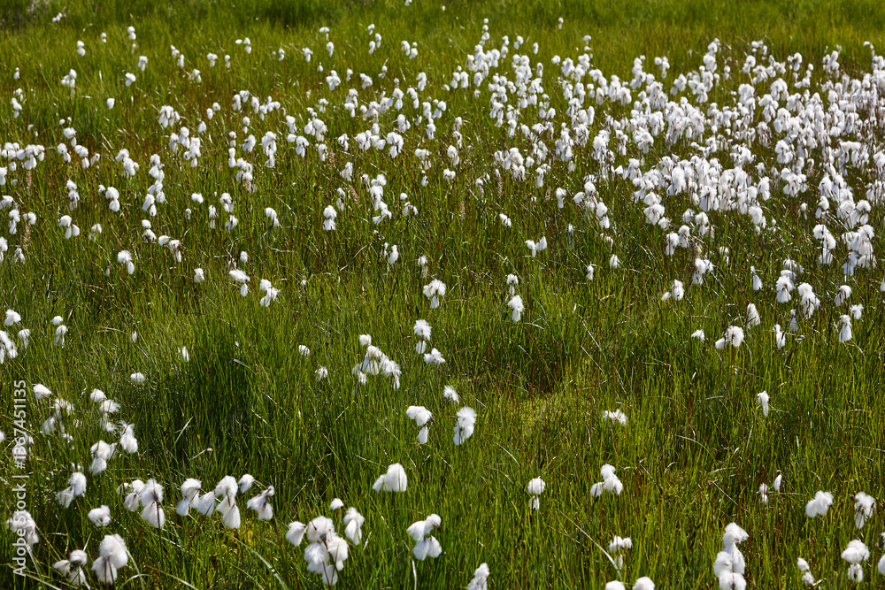 Picturesque white plants blooming and grass. Southeast area. Iceland