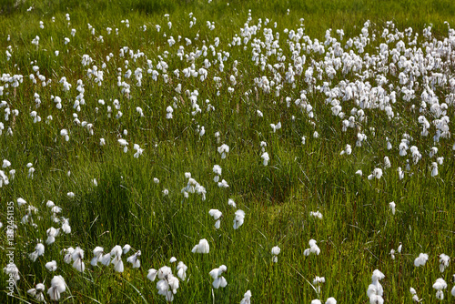 Obraz na płótnie Picturesque white plants blooming and grass. Southeast area. Iceland w salonie