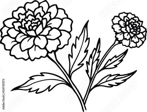 Marigold flower outline coloring book page,  flower line art vector	
