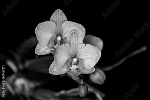 Orchid In Black And White
