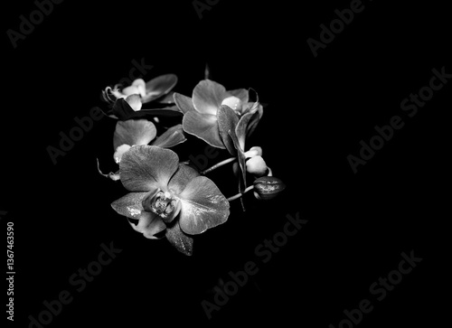 Orchid In Black And White
