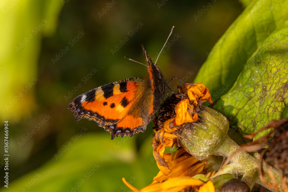 Obraz premium A vibrant Small Tortoiseshell butterfly rests on a withering sunflower, its orange and black wings contrasting with the fading petals. Sunlight highlights the delicate patterns of nature.