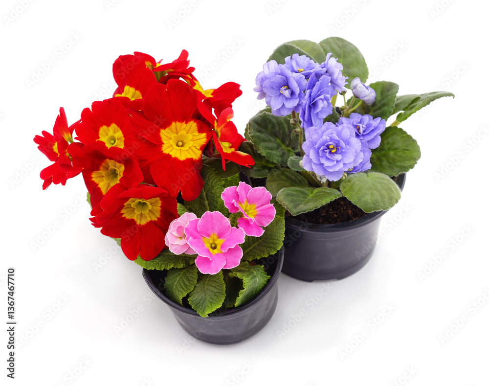 Fototapeta premium Blooming primroses in pots.