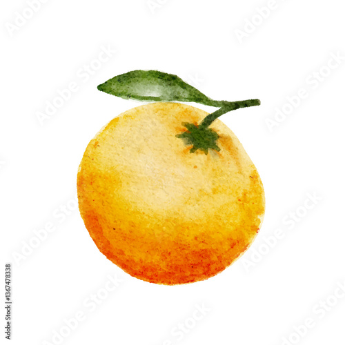 Watercolor orange fruit with green leaf on white background vector illustration