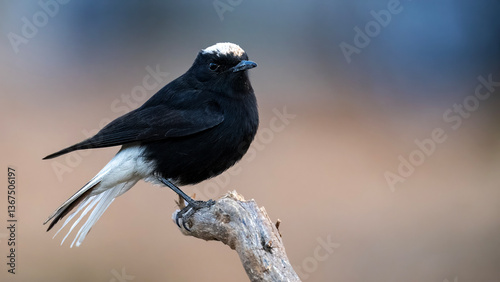 Canvastavla White crowned Wheatear