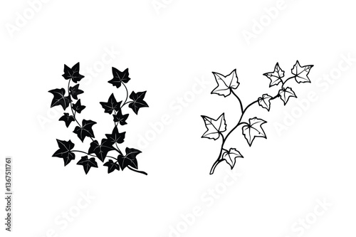 Engraved Ivy Leaf Designs Botanical Illustrations, Simple, Elegant, Black, White