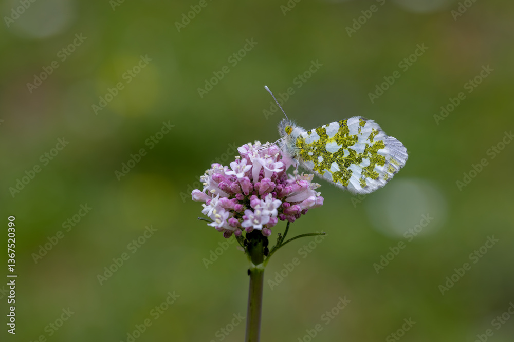 Orange Ornate Butterfly (Anthocharis cardamines) on the blooming Catnip plant (Valeriana officinalis) in Yamanlar Mountain.