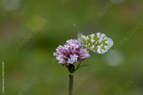 Obraz na płótnie Orange Ornate Butterfly (Anthocharis cardamines) on the blooming Catnip plant (Valeriana officinalis) in Yamanlar Mountain. w salonie